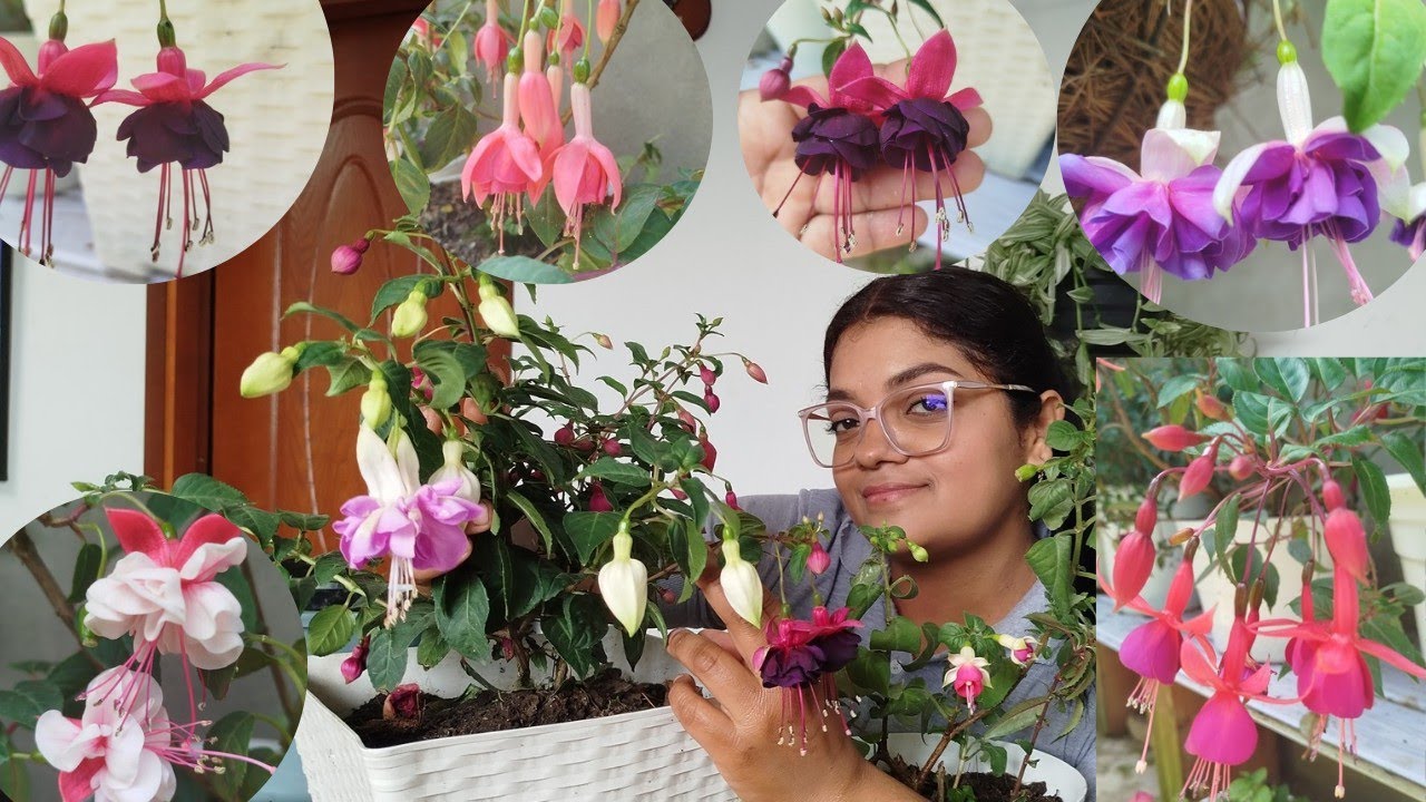 Aprende a  cultivar fucsia para tenerlas con mucho follaje y una hermosa floración 🥰