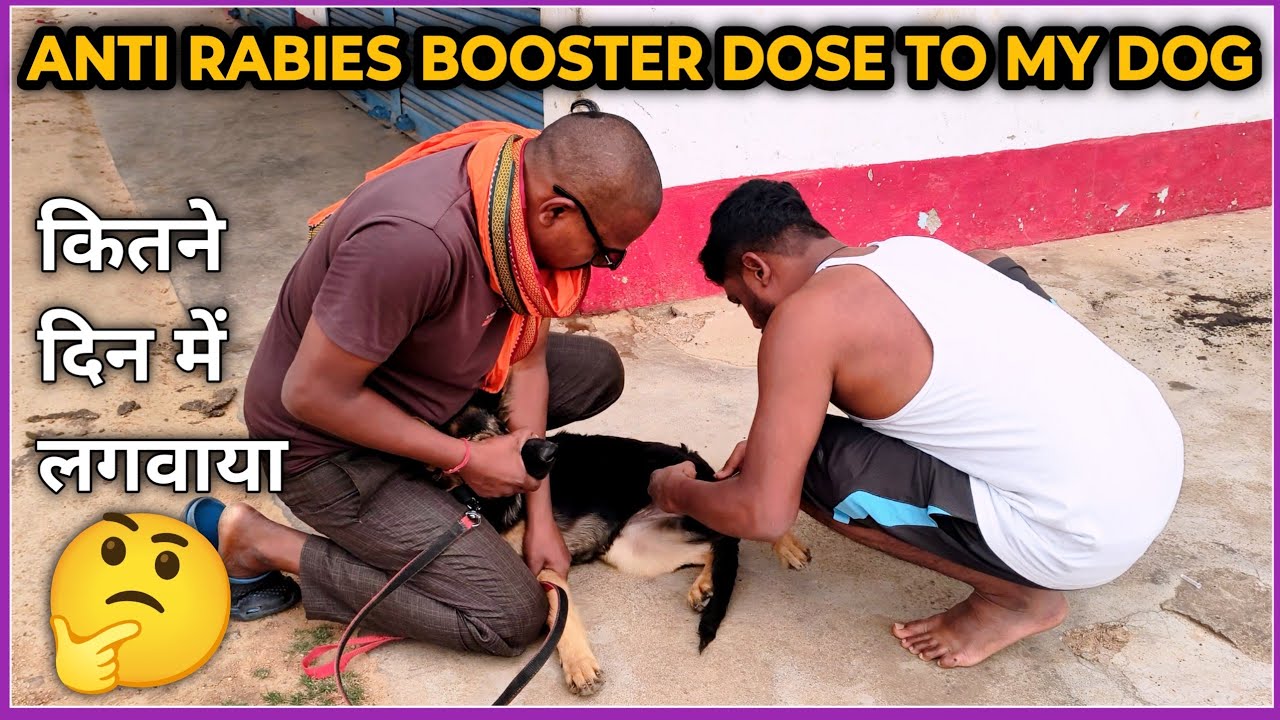 चैरी को एंटी रेबीज बूस्टर लगवा दिया 😎 Anti rabies booster || German shepherd