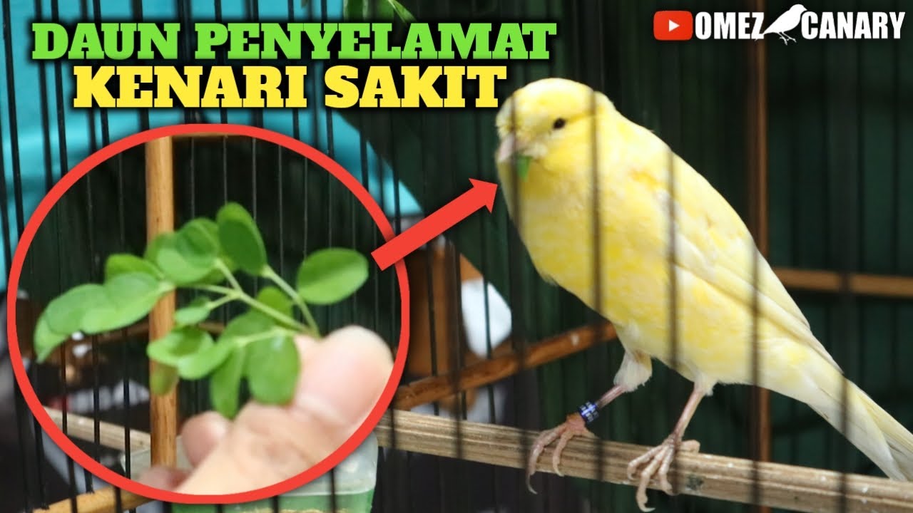 AMPUH‼️ KAKI URAT MERAH KENARI SEMBUH LEBIH CEPAT BERKAT DAUN INI