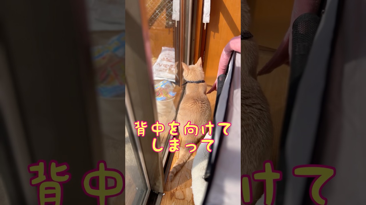 【猫和尚】お父さんの呼び方に無反応？#猫のいる暮らし #猫癒し #猫かわいい