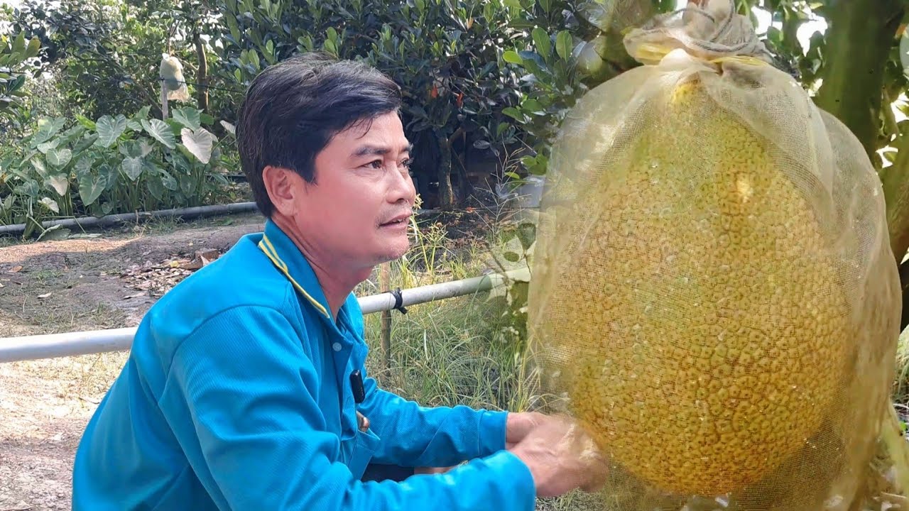 Chia Sẽ Thực Tế Về Vườn Mít INĐÔ Đạt Hiệu Quả Cao ..