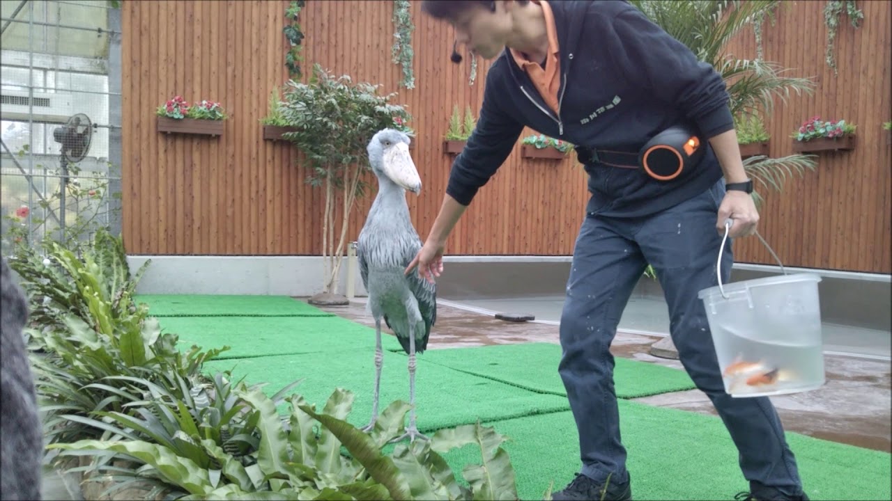 shoebill ハシビロコウ 　「ありがとう酉年　ビロトーク　14時の部」