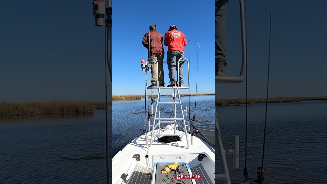 Ловля красной рыбы на поверхностные приманки. #TeamActionHat #sightfishing #youtubefishing