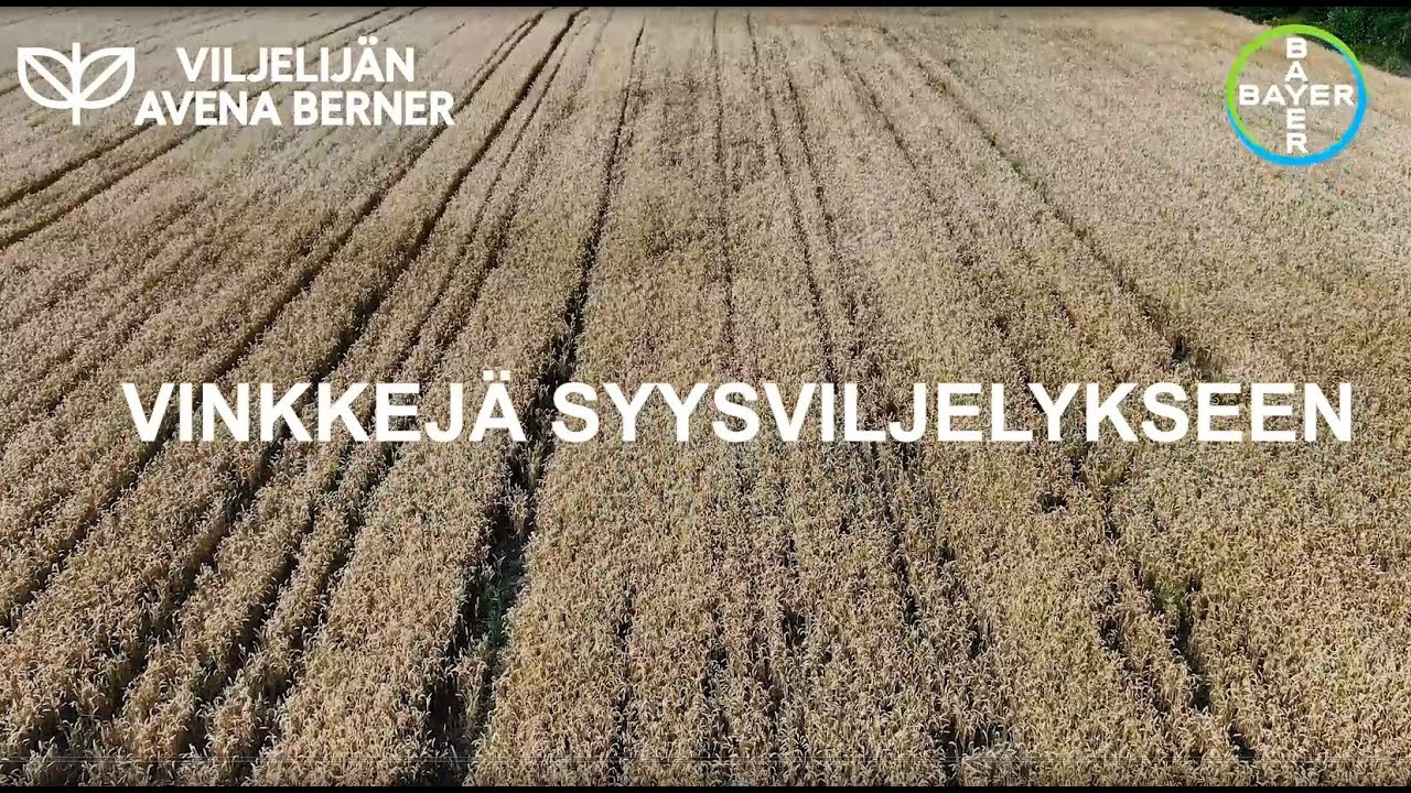 Viljelij&auml;n vinkkej&auml; syysviljojen viljelyyn🌾