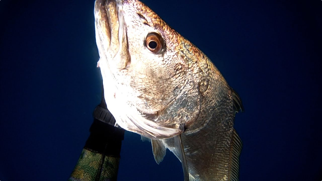 Spearfishing - Mulloway Misadventures 2