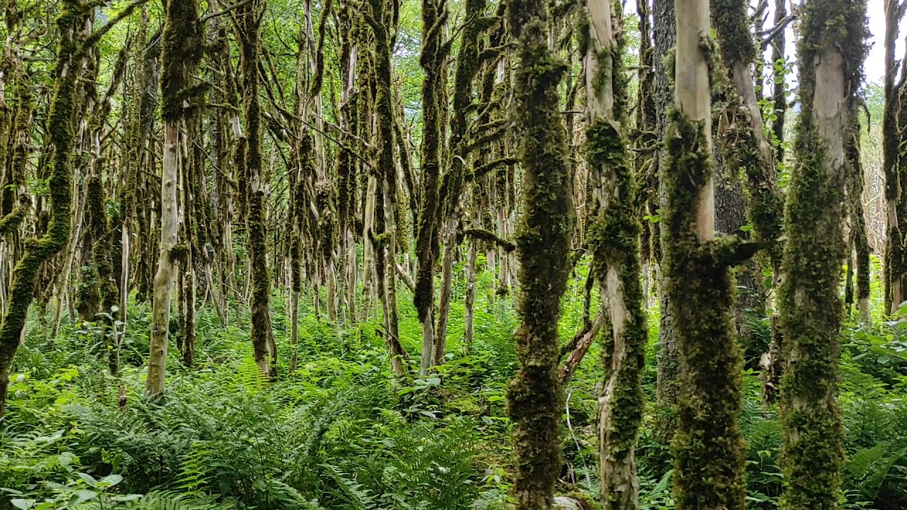 Rize - Şimşir Ormanları - Kaçkar Dağları Milli Parkı