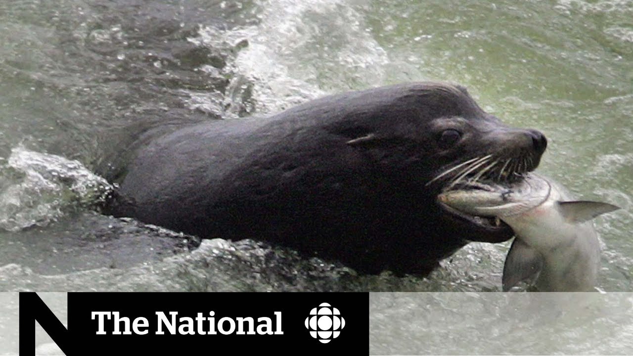 B.C. group wants to kill seals and sea lions to save the whales