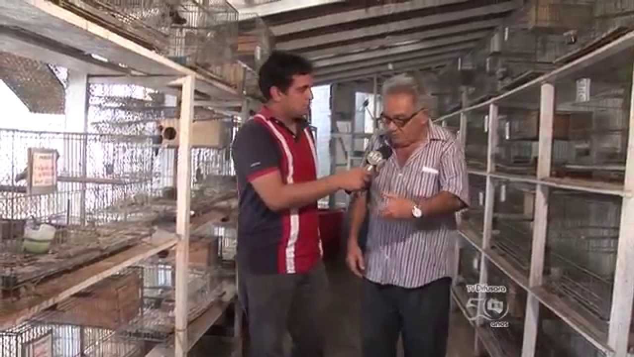 Um criador de pássaros da cidade de São Luís
