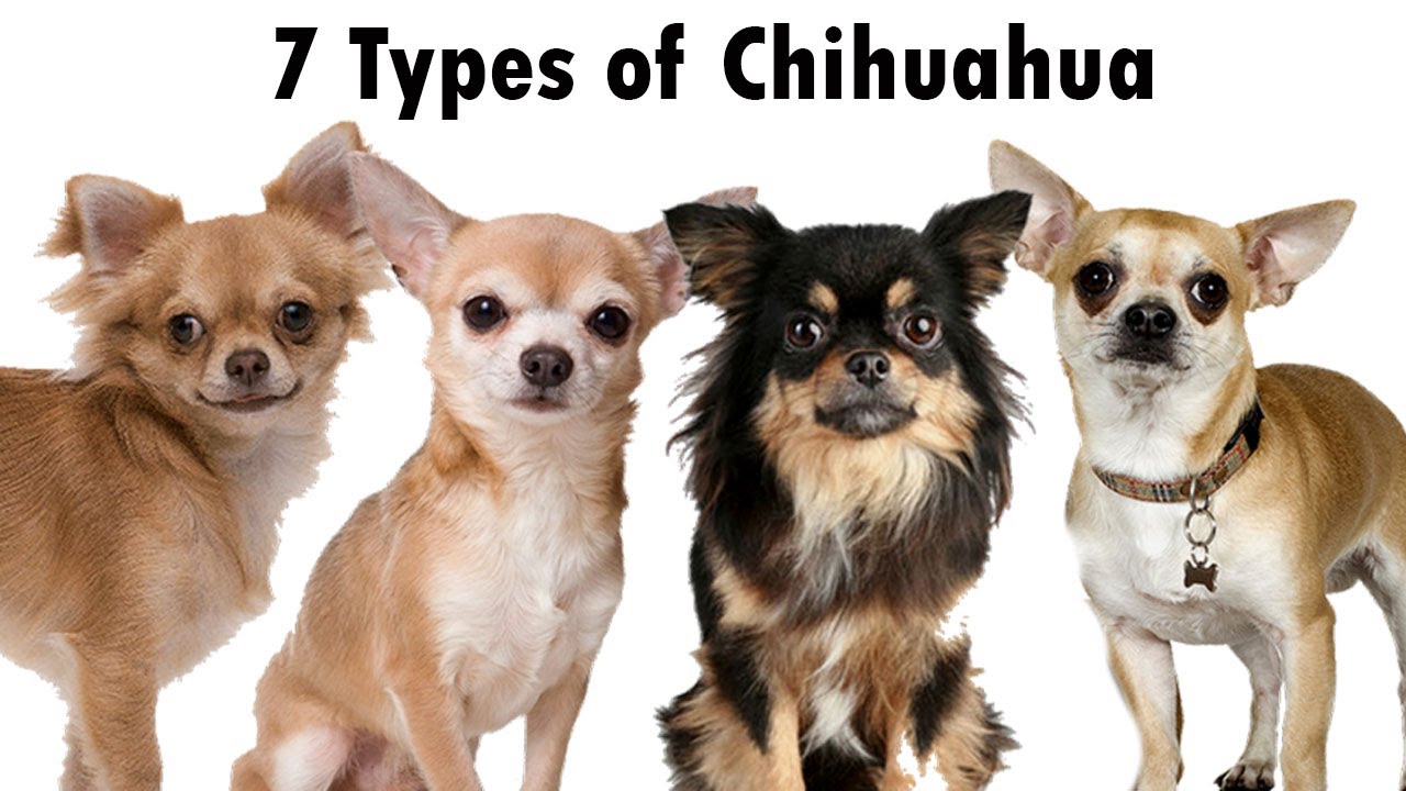 7 Types of Chihuahua You'll Love | Different types of Chihuahua