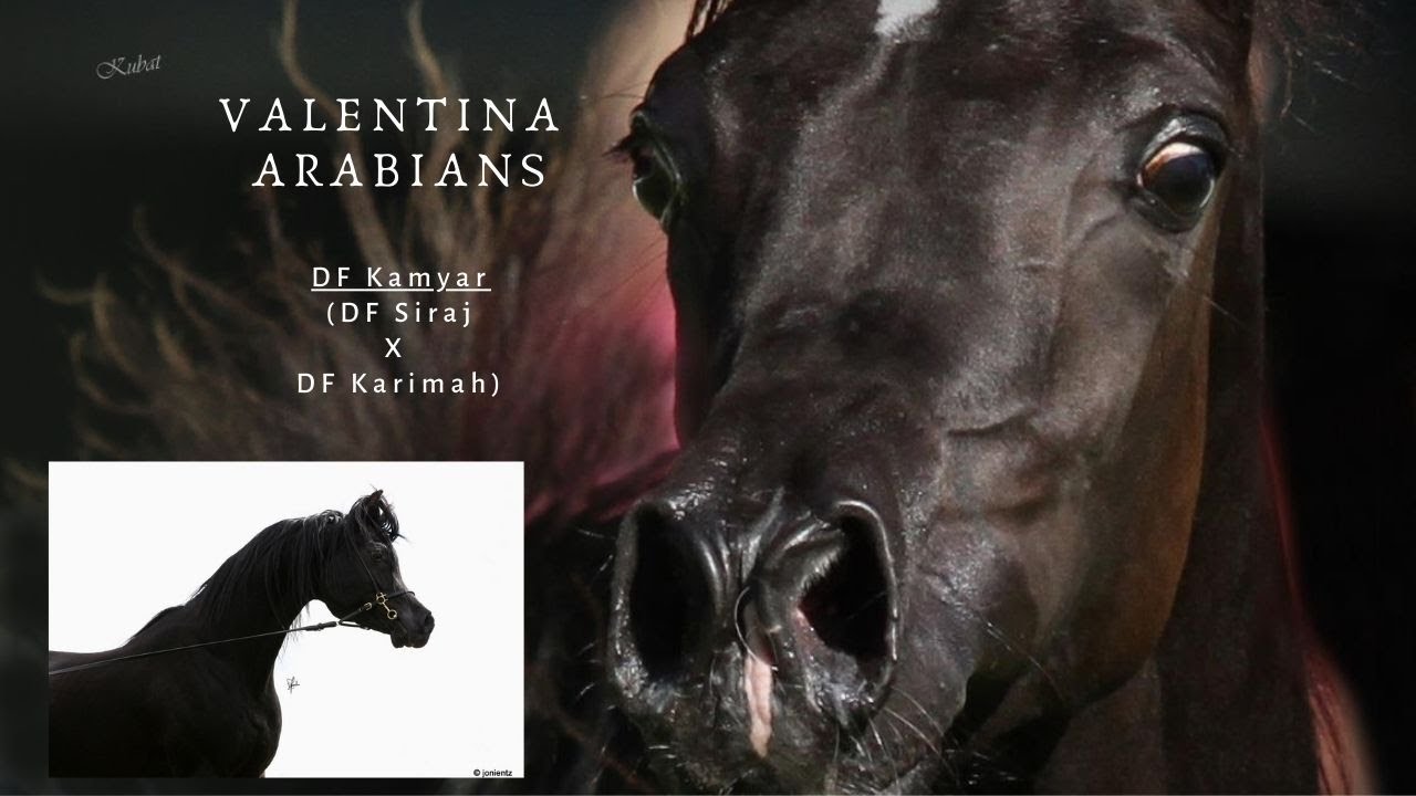 Straight Egyptian Black Stallion DF Kamyar 💞