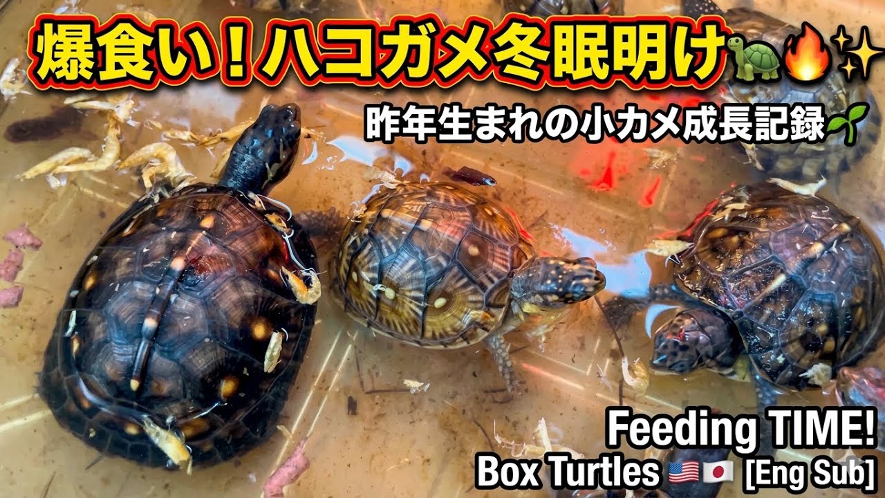 ハコガメベビーたちの食欲が止まらない！ミツユビ・ガルフ・フロリダの成長記録🐢✨ / Feeding Box Turtle Babies!
