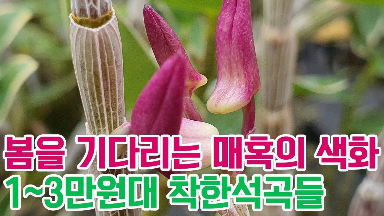봄을 기다리는 매혹의 색화 1~3만원대 착한석곡들 [꽃밭에서 난원]풍란 춘란 난초 orchid 난테크 봄맞이 꽃대가봉글봉글 입문자 목석부작 분경 도부작 숯부작 설맞이 희귀난 특가
