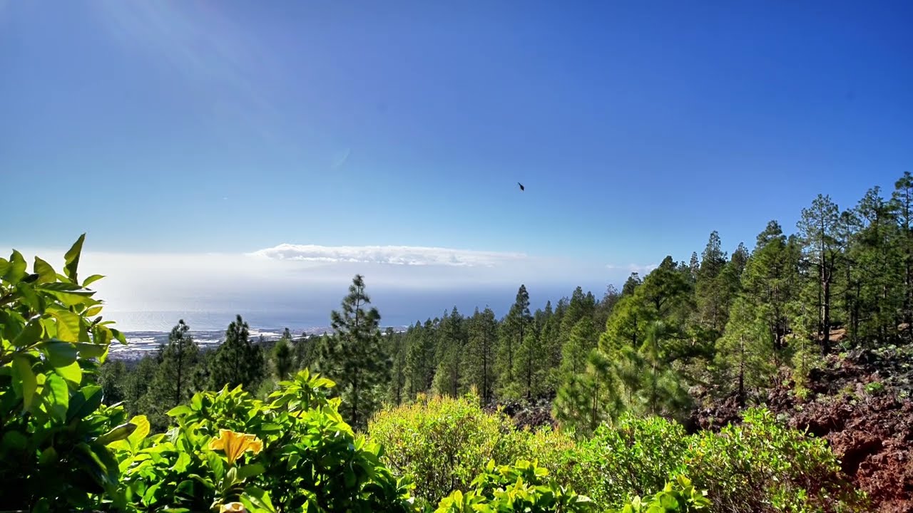 Tenerife's Dual Beauty: 30 Min Forest & Ocean Escape | 4K Nature, Birds & Melodies