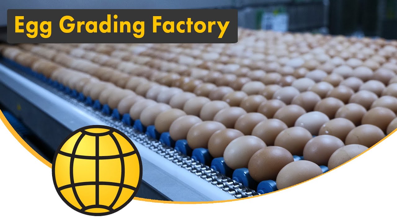 Egg Grading Factory – Egg Grader with Robotic Automation: De-palletizing, Case Packing & Palletizing