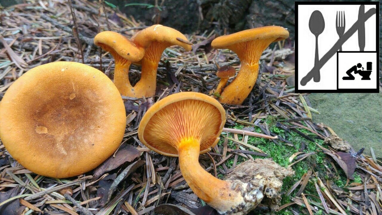 Lisówka pomarańczowa (Hygrophoropsis aurantiaca) Mszana 23.07.2018