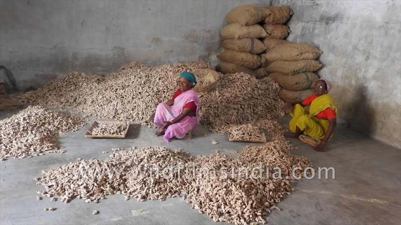 Dried ginger being sorted at a godown in Kerala | Spices of India