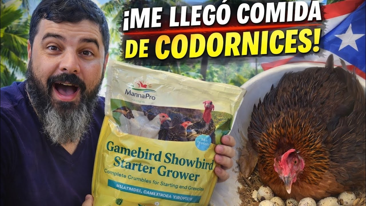 Esto puede cambiar mi Granja… comida especial para codornices