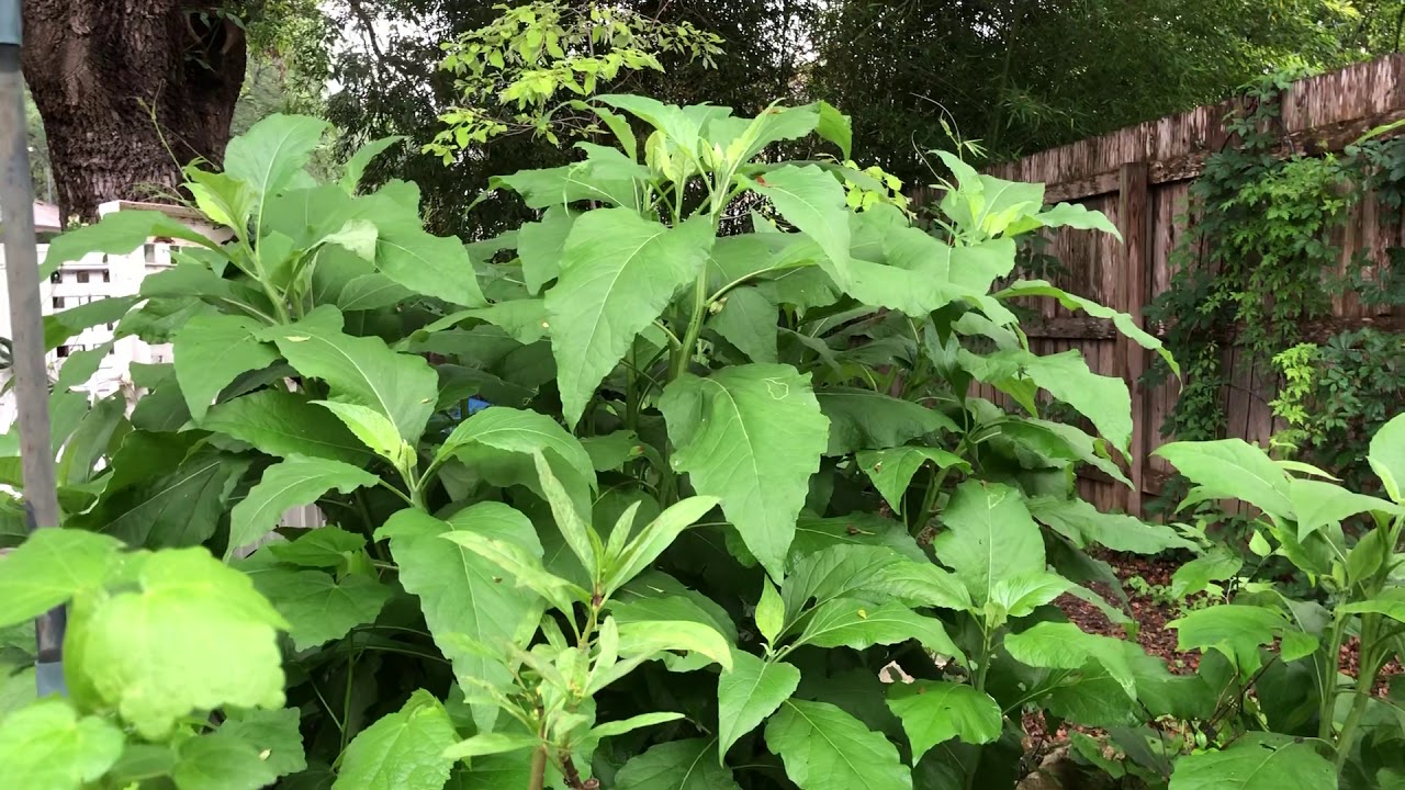 Butterfly Caterpillars are Host Plant Specific