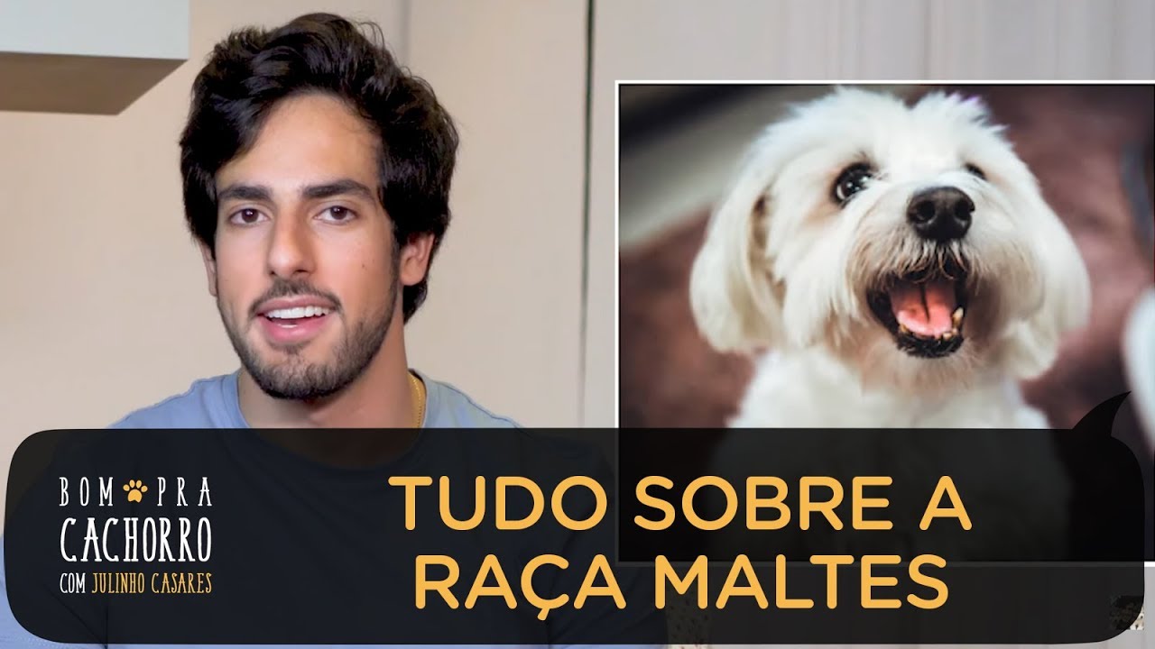 MALTES - TUDO SOBRE RAÇAS DE CACHORRO | JULINHO CASARES