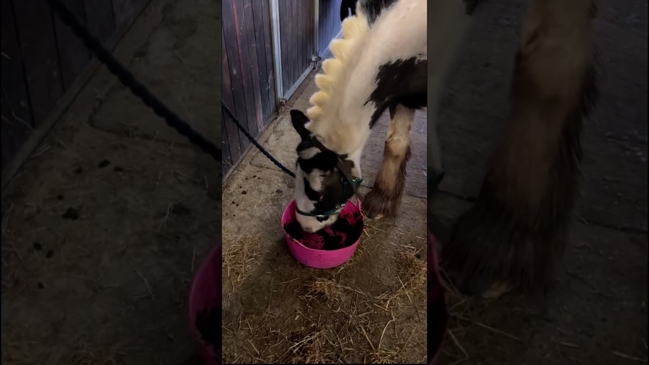 Spend the evening at the yard with me! #cutehorse #pony #fypシ #equestrian #horseriding 