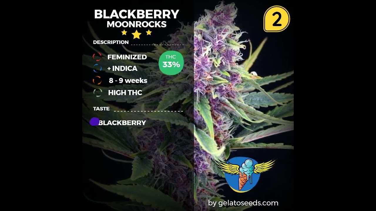 Blackberry Moonrocks Strain by gelatoseeds