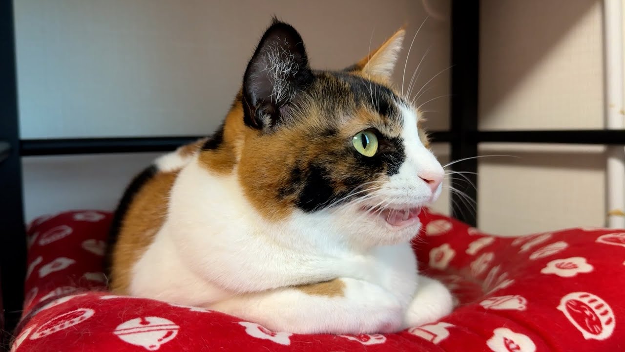 とくにやる気もないが義務的に鳥に吠える猫