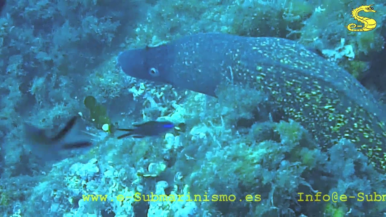Inmersión en Mataro: el Negre punt5, por e-Submarinismo.es 20141011