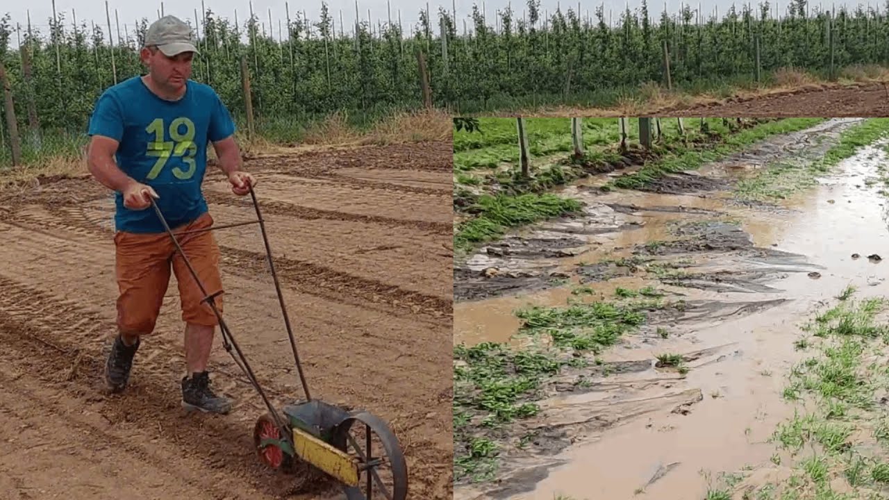 Siejemy 1,7 ha ogórka - Przeszła ulewa