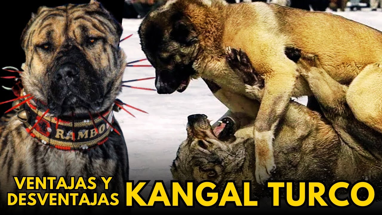 KANGAL TURCO: Lealtad sin Límites y Retos a Considerar
