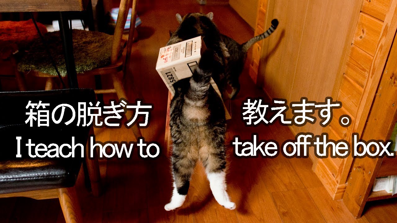 脱ぎ方を教えるねこ。-Maru teaches how to take off the box.-