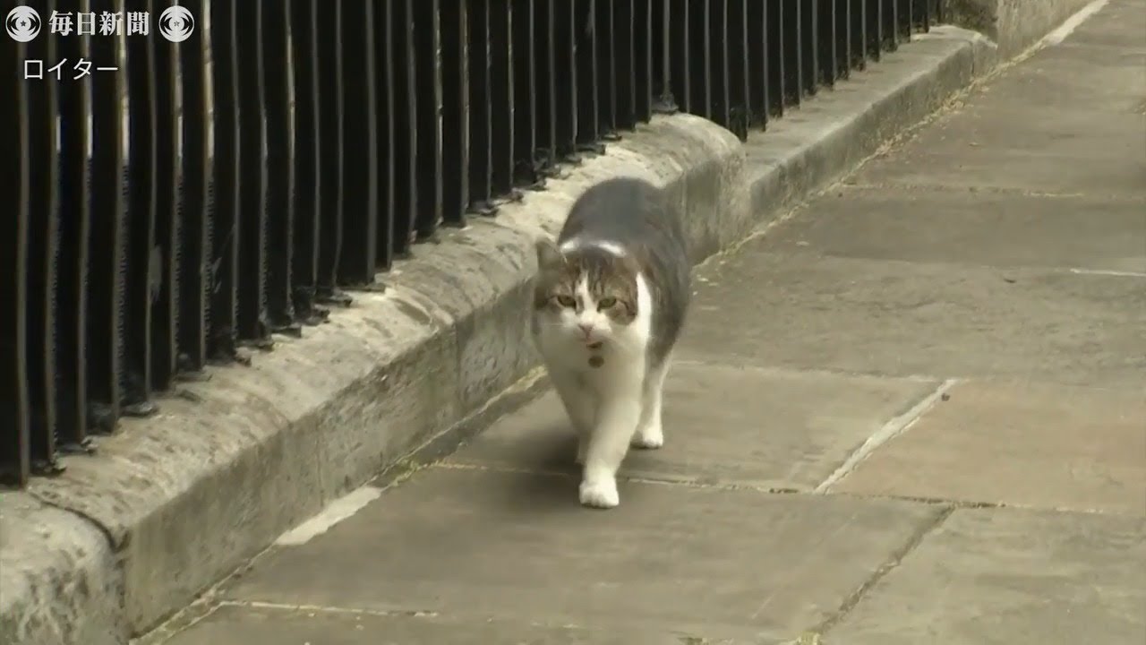 英首相官邸の「ネズミ捕獲長」　猫のラリー、就任10年