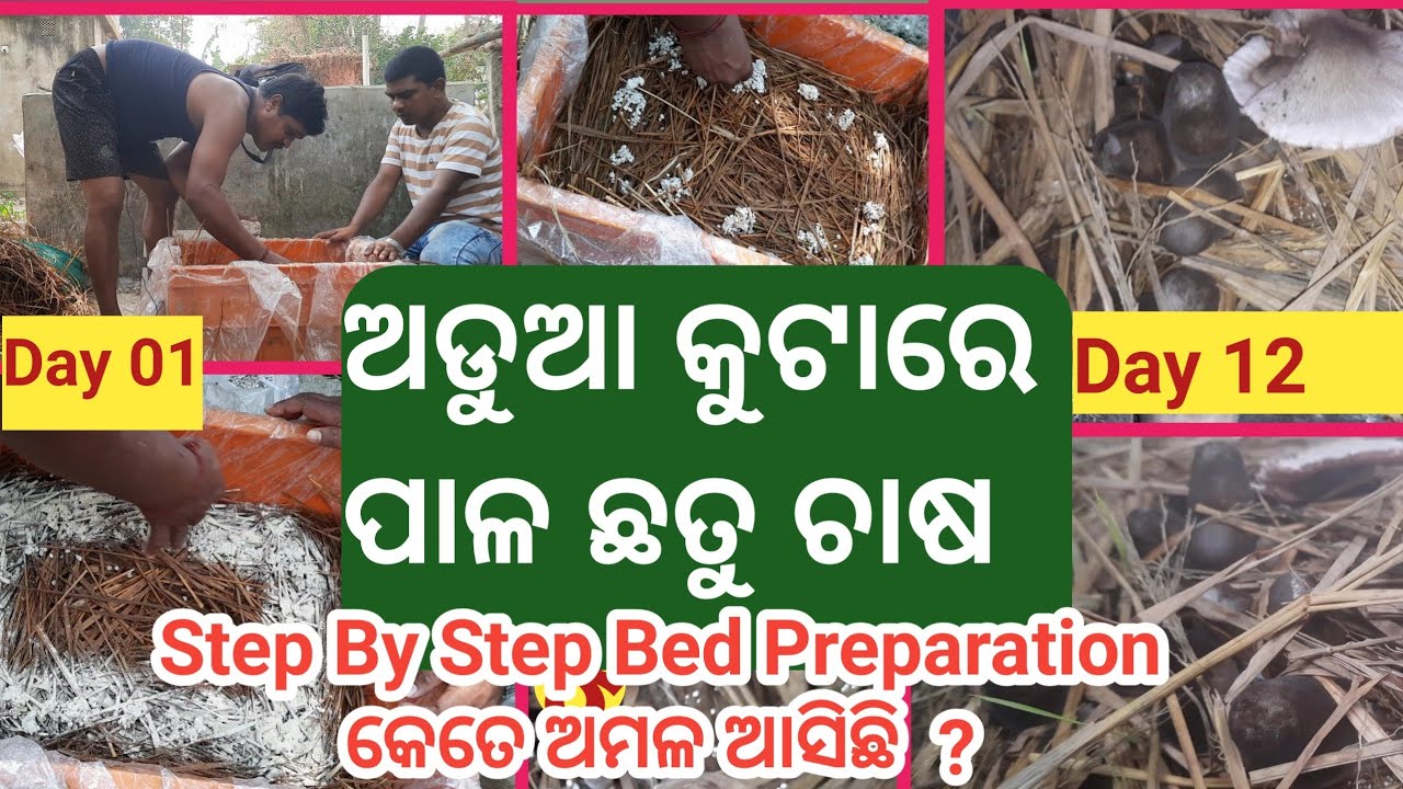 ଅଡୁଆ କୁଟାରେ ପାଳ ଛତୁ କେମିତି ଚାଷ କରିବା ।। How To Start Mushroom Farming in Useless straw In Odisha ।।