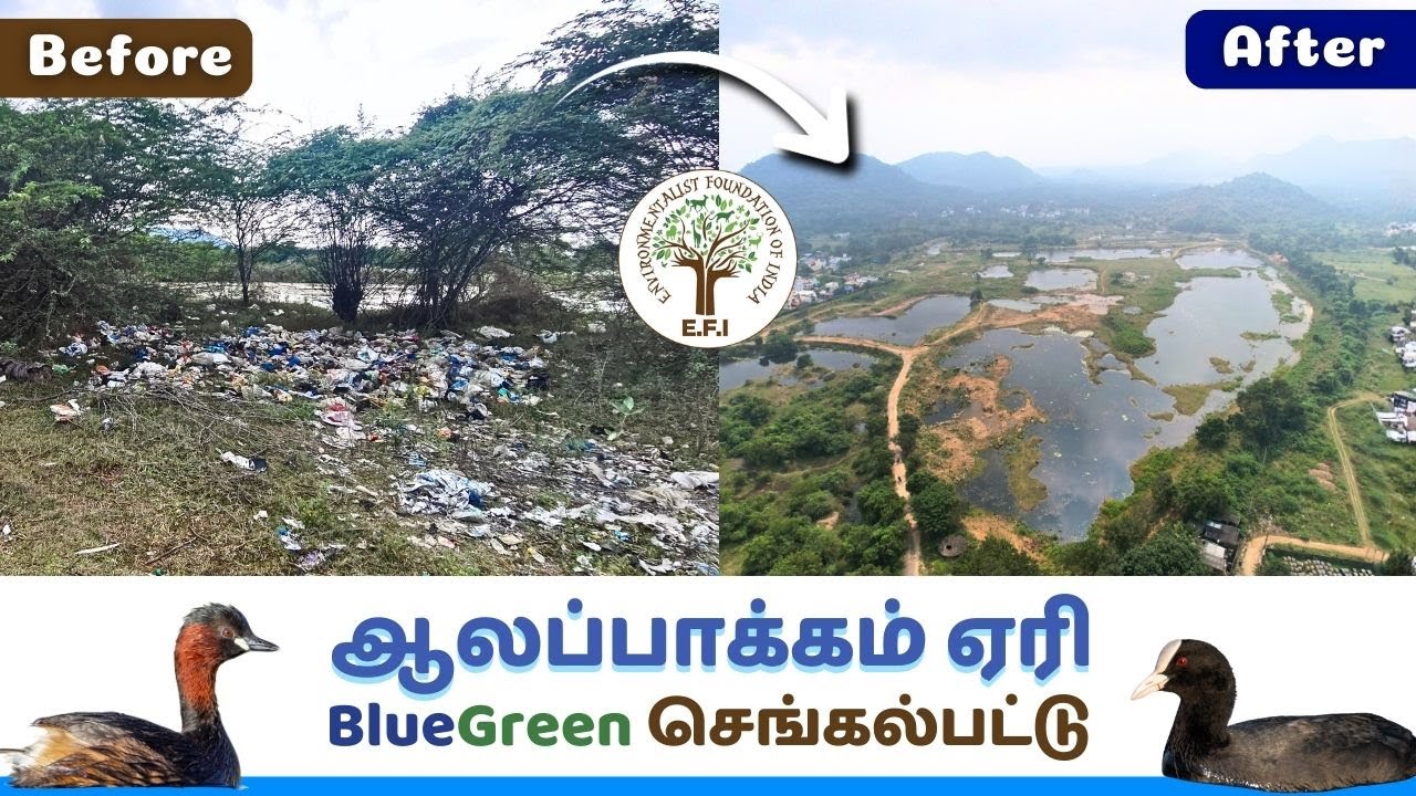 Alapakkam Lake Restoration Story | E.F.I's Lake Night Show | #BlueGreenChengalpattu