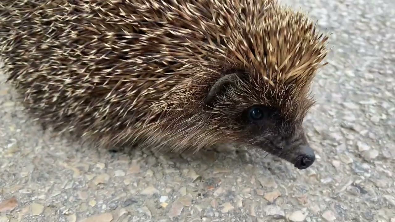 🦔 Mérges süni az úton • Angry hedgehog on the road