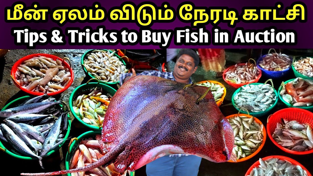 Live Fish Auction in Pondicherry Harbour | RATE from nowhere | Pondicherry Fish Harbour