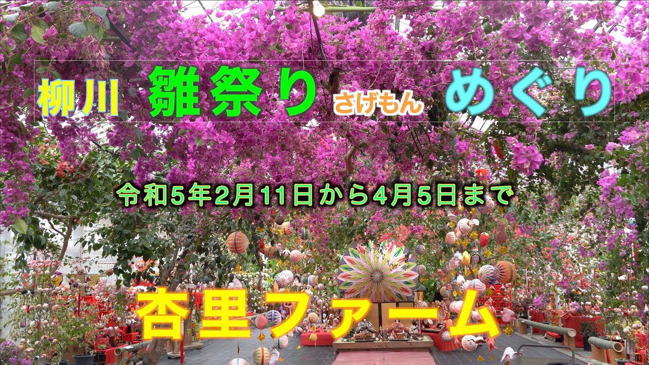 令和５年柳川雛様さげもんめぐり　杏里ファーム　＃ 柳川　＃ お雛様　＃ さげもん　# 柳川雛様さげもんめぐり