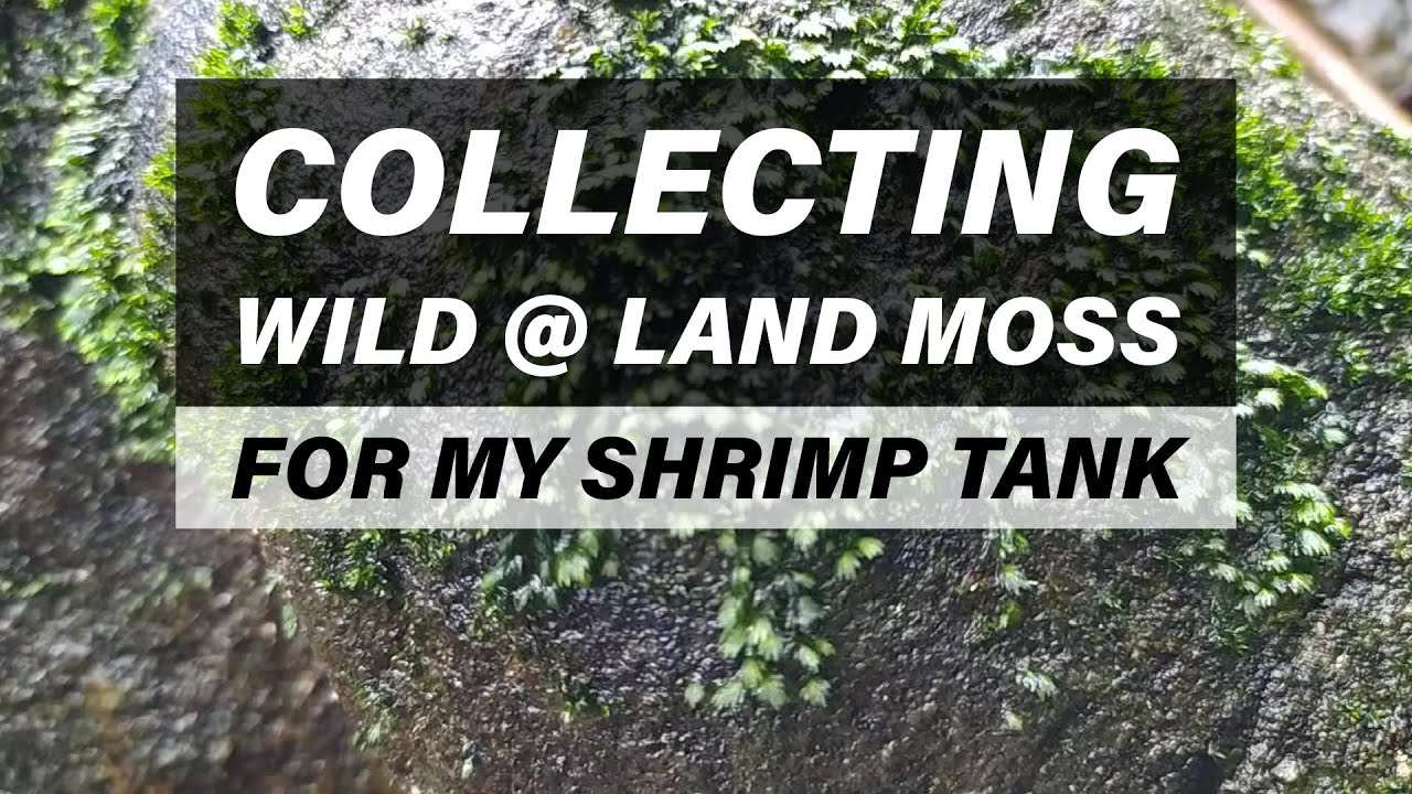 My Aquascape - Collecting Wild Moss for My Tank