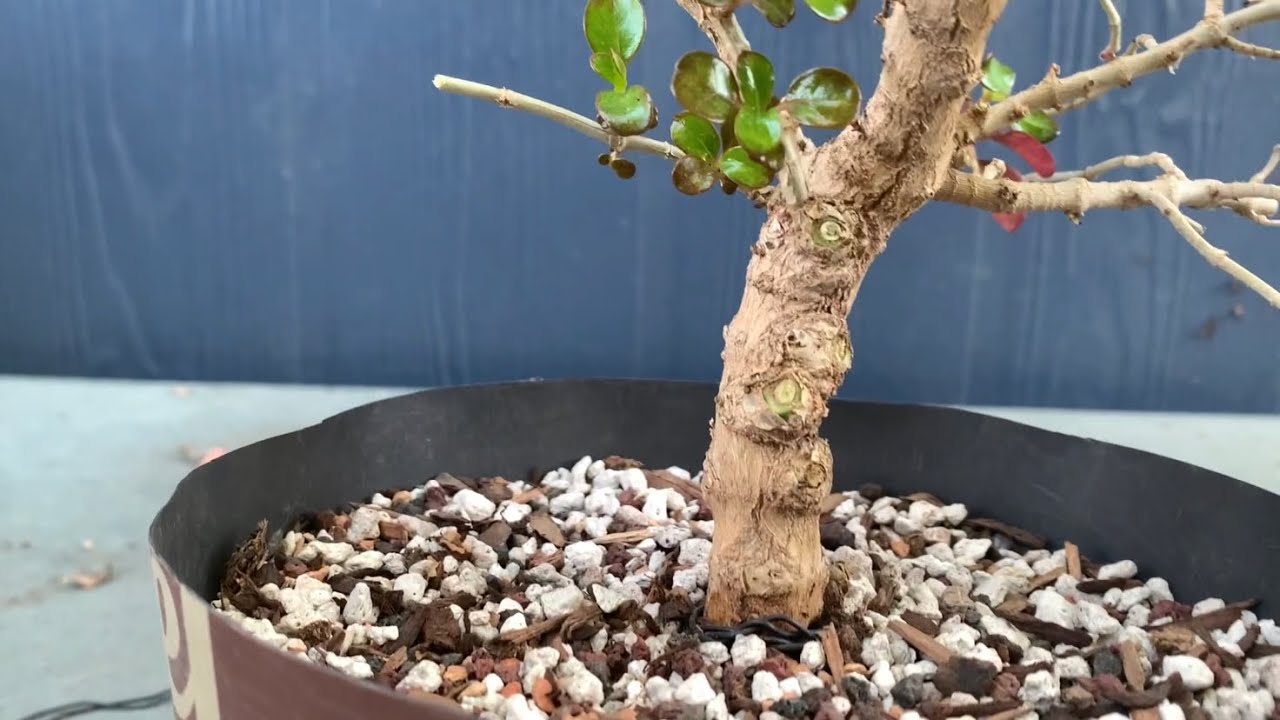 Pruning/Repotting A Bonsai From Raw Material (04/20/22)