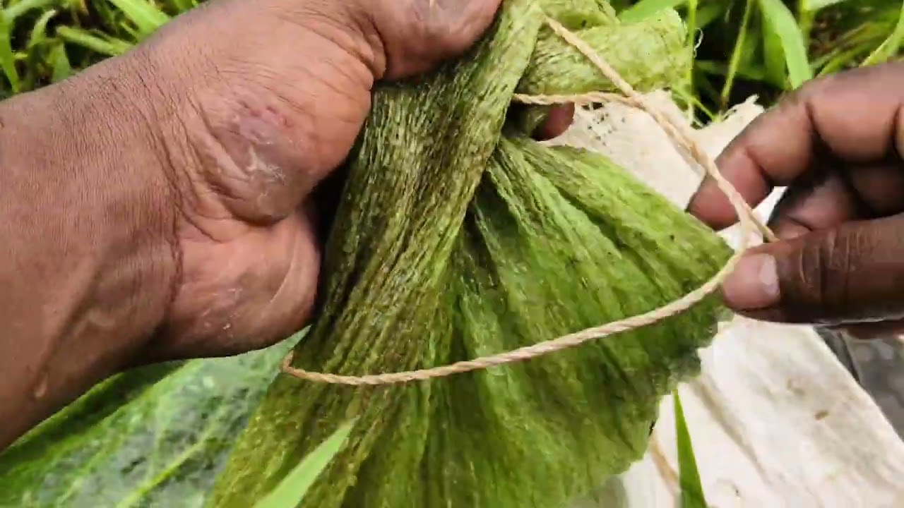 ഇന്ന് ചൂണ്ടയിൽ കിട്ടിയ വരാലുകൾ 