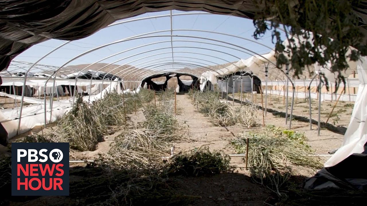 Drought-stricken California faces rise in water theft by illegal marijuana farms
