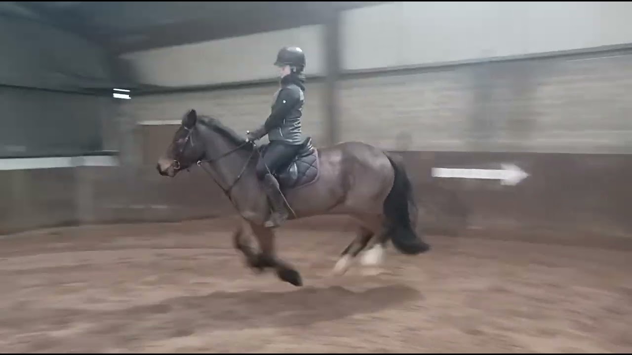 Ballymagan's Tommy, 4 Yr old 