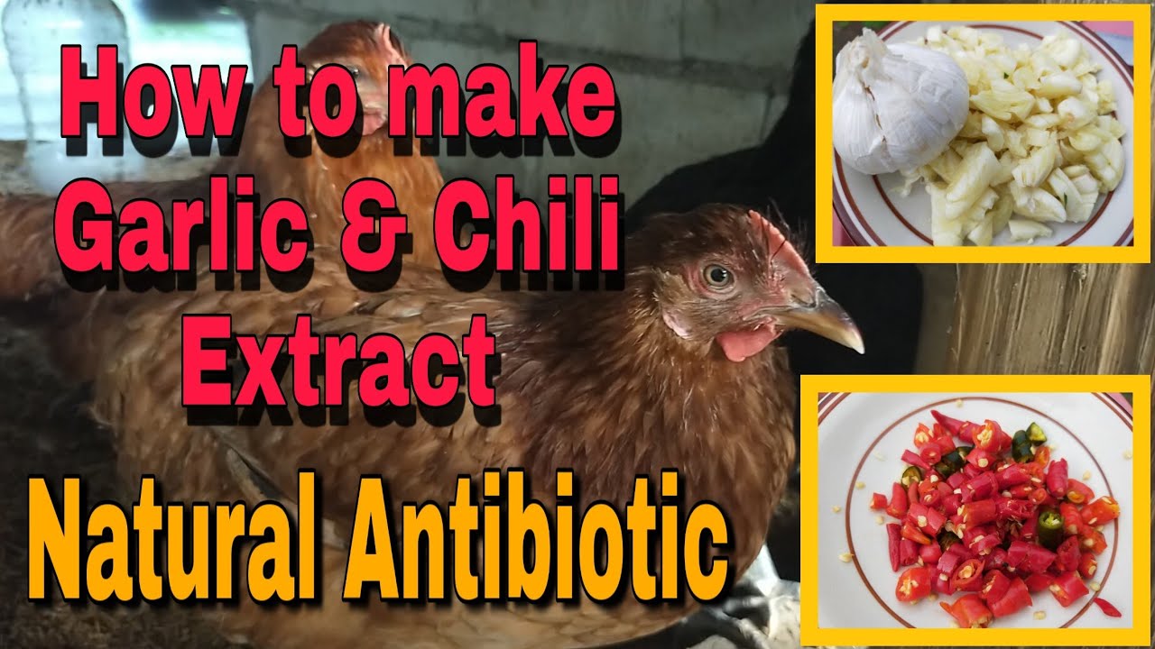 HOW TO MAKE ORGANIC ANTIBIOTIC FOR FREE RANGE CHICKEN | GARLIC & CHILI EXTRACT | RHODE ISLAND RED
