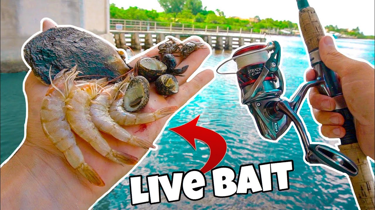 FIND YOUR OWN BAIT FISHING CHALLENGE!! (CRAZY CATCH)