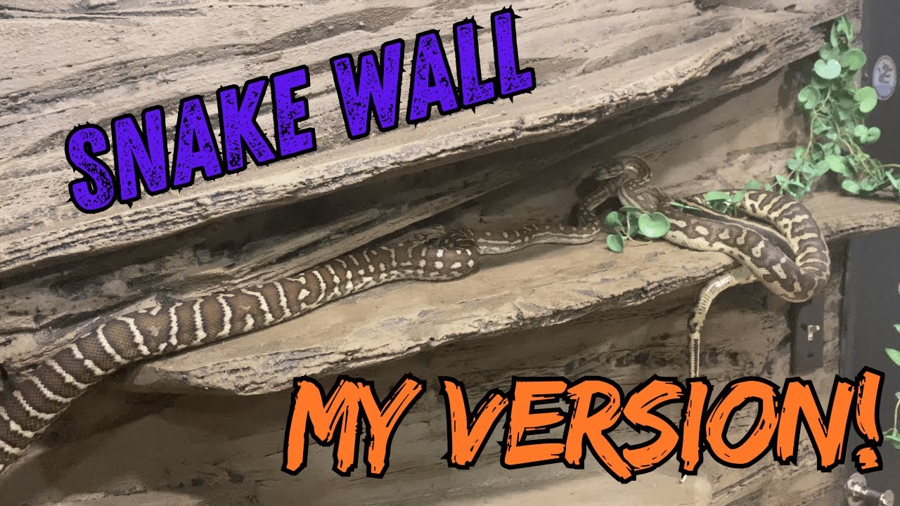 Snakes and Walls: Creating the Perfect Exploring Space! Responding to @GreenRoomPythons