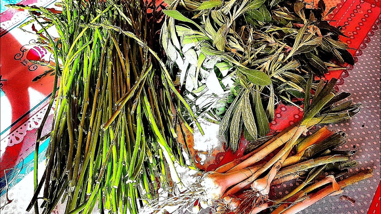 PLANTAS COMESTIBLES SILVESTRES DE TEMPORADA  (ajos puerros, espárragos, collejas....)