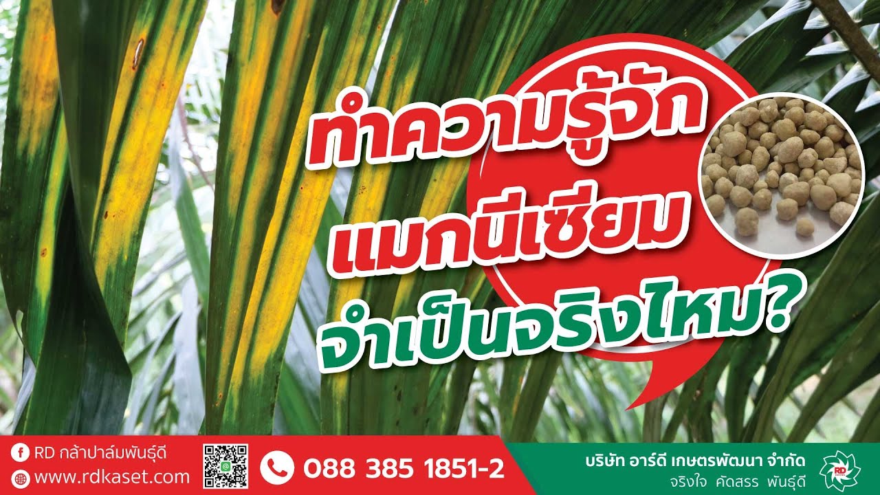 ทำความรู้จัก แม็กนีเซียมจำเป็นจริงไหมในสวนปาล์ม พร้อมปริมาณการใส่