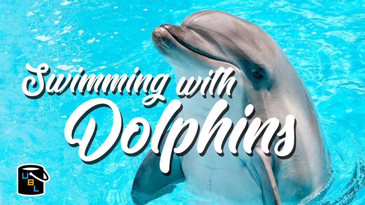 Swimming with Dolphins in the Florida Keys