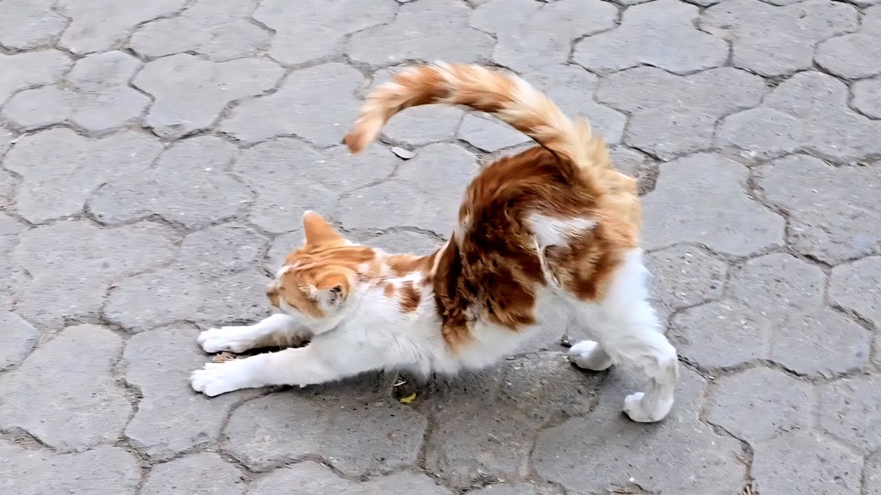 Hungry Stray Kitten Looking for Food on the Street | Cute Street Cat Video
