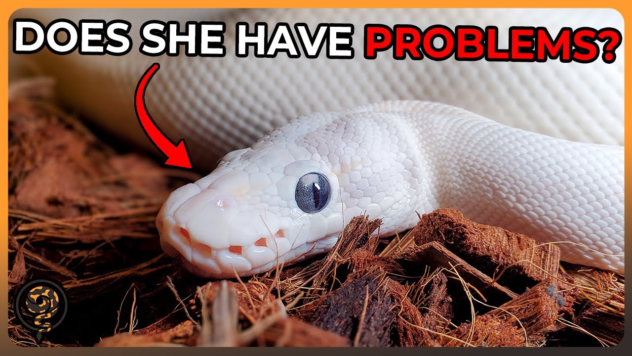 Beware these Genetic Defects in these Ball Python Morphs