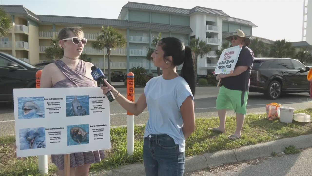 UPDATE: Death of another dolphin at Gulf World Marine Park